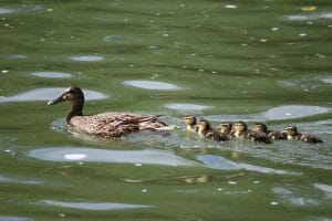 La nature vue depuis un canoë sur le Loing