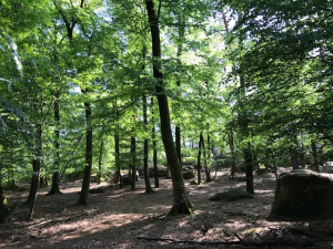 Barbizon