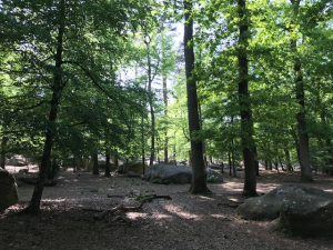 Barbizon1