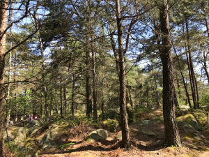 Forêt Fontainebleau