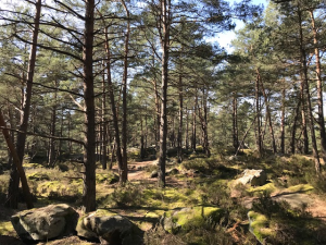 Forêt de Fontainebleau 1
