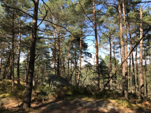 Forêt de Fontainebleau 2