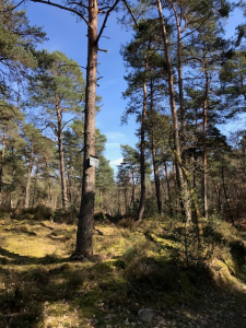 Forêt de Fontainebleau 3