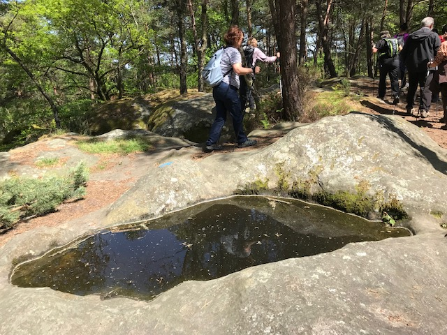 Marche nordique forêt de Fontainebleau