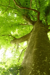arbre majestueux en foret de fontainebleau