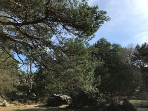 canches aux merciers2