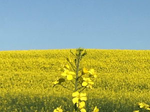 champs de colza au printemps dans la vallée du loing
