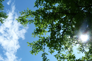 ciel bleuen forêt de fontainebleau