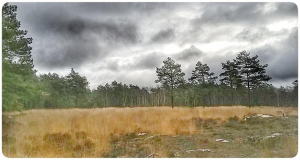 ciel d'automne en forêt de fontainebleau