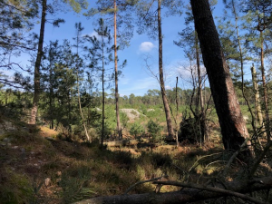 foret de fontainebleau 5