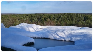 foret de fontainebleau sous la neige