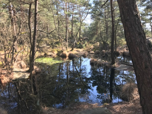 mare de bouligny 1