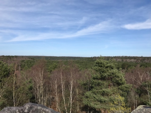 point de vue forêt de fontainebleau 1